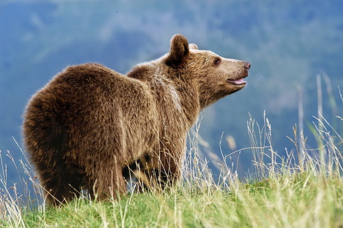 Фотографии медведей фото 1