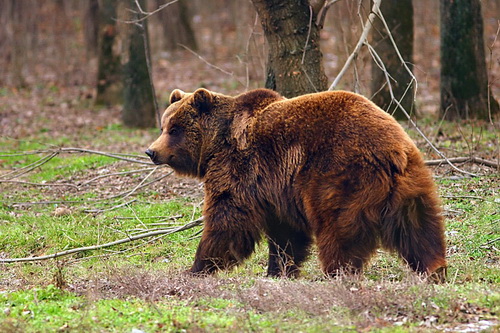 Фотографии медведей фото 4