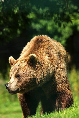 Фотографии медведей фото 5
