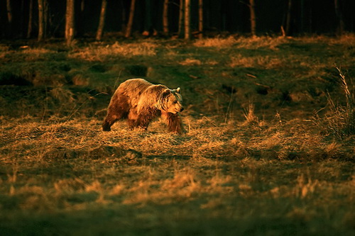 Фотографии медведей фото 6