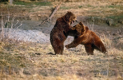 Фотографии медведей фото 7
