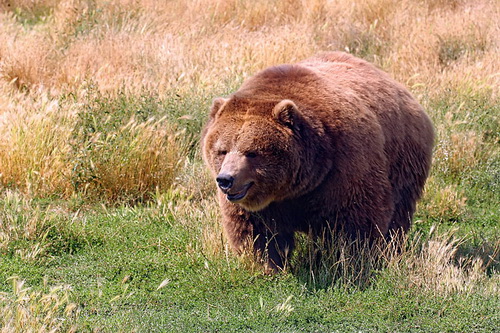 Фотографии медведей фото 8