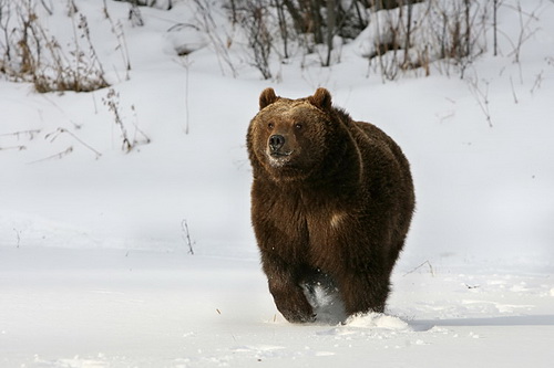 Фотографии медведей фото 10