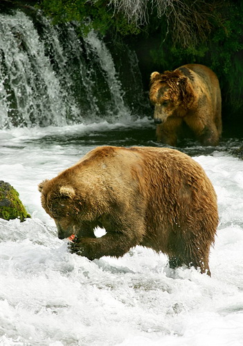 Фотографии медведей фото 11
