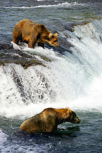 Фотографии медведей фото 12