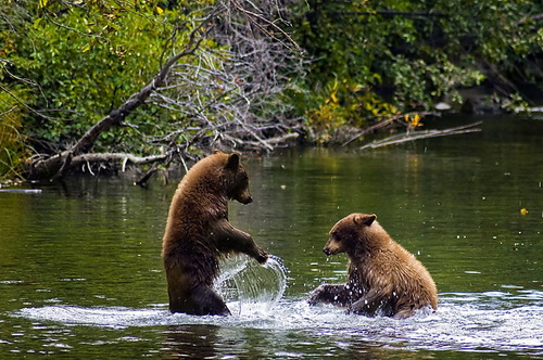 Фотографии медведей фото 17