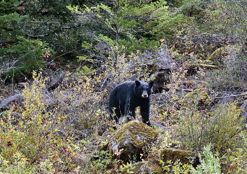 Фотографии медведей фото 19
