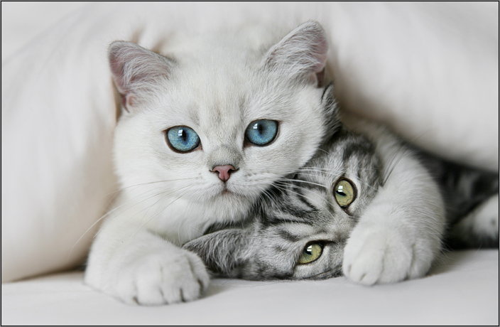 Потрясающие фотографии кошек :: фотография 1
