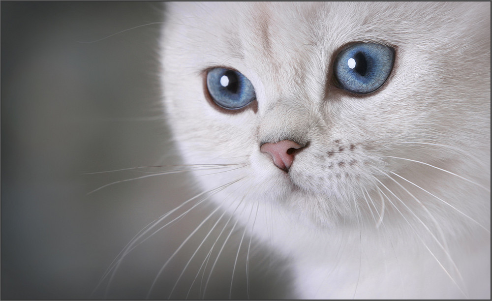 Потрясающие фотографии кошек :: фотография 1