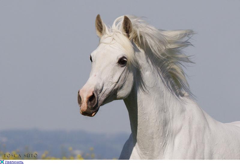 Ускакала лошадка. Белая лошадь. Красивая белая лошадь. Белогривый конь. Морда белой лошади.