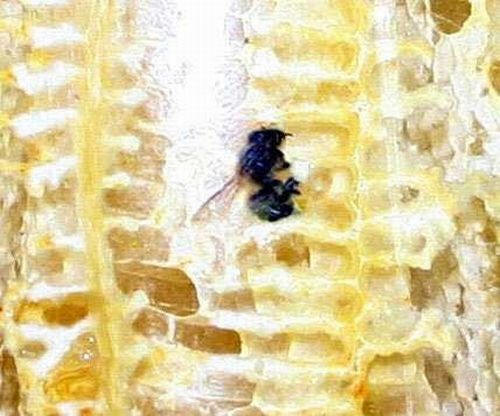 Пчелы за работой фото 8
