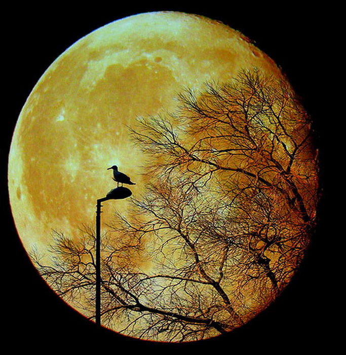 Природа :: Луна :: фотография 1