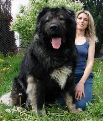 Огромные собаки фото 4