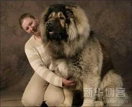 Огромные собаки фото 7