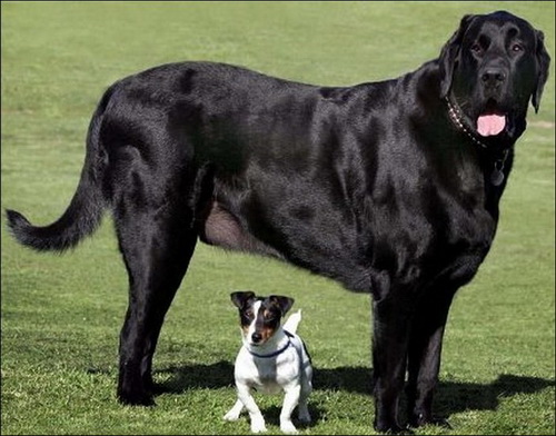 Огромные собаки фото 18