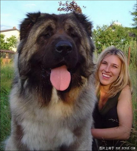 Огромные собаки фото 19