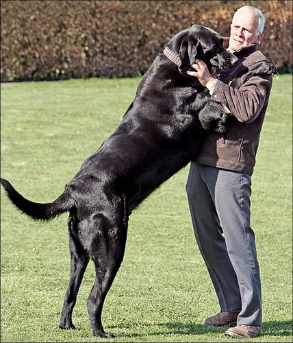 Огромные собаки фото 21