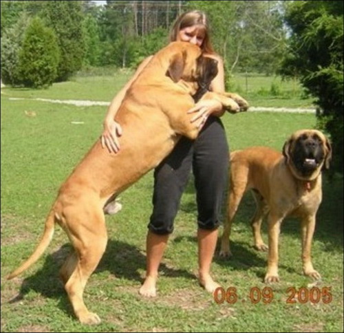 Огромные собаки фото 28