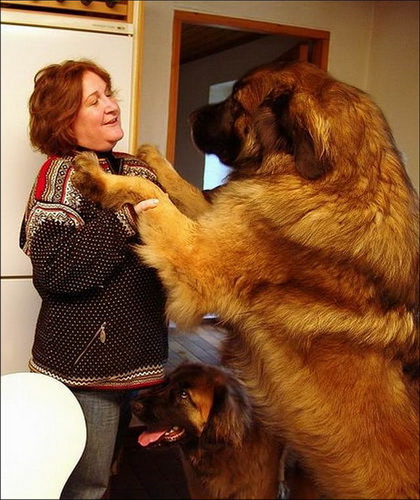 Огромные собаки фото 29