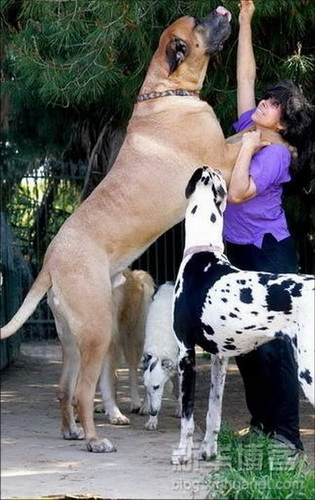 Огромные собаки фото 30