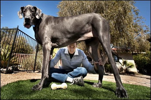 Огромные собаки фото 0