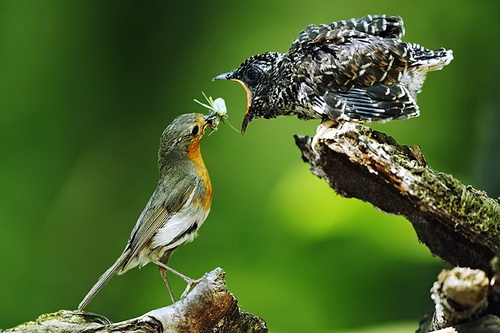 Птички добывают себе еду фото 4