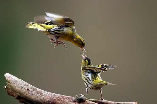 Птички добывают себе еду фото 33