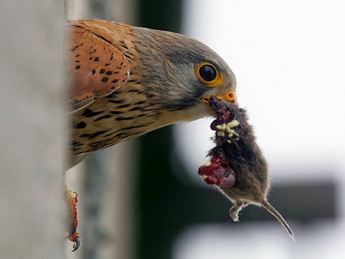 Птички добывают себе еду фото 48