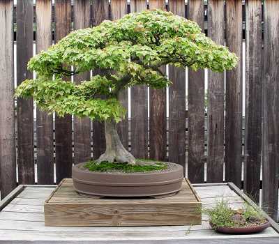 http://basik.ru/images/bonsai_museum/short.jpg