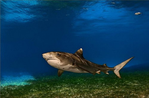 Фотографии акул фото 8