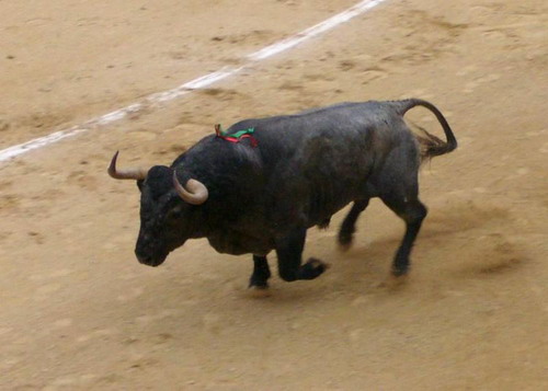Фото быков в год быка фото 34