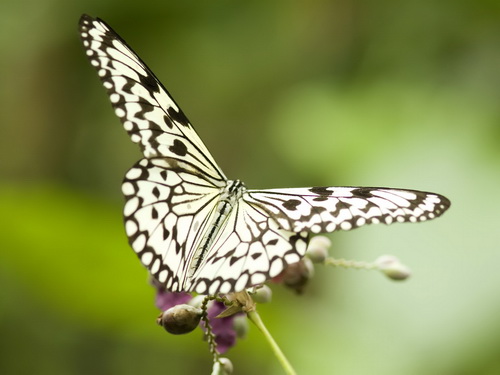 Бабочки фото 2