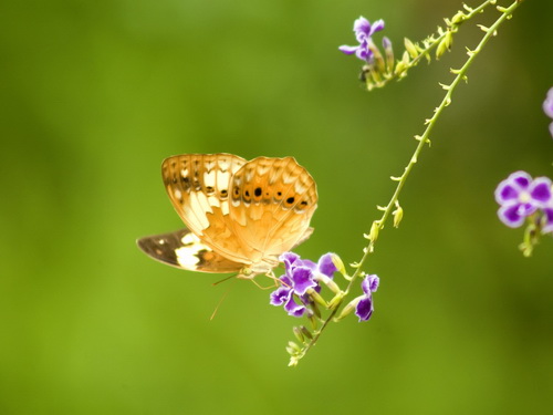 Бабочки фото 7