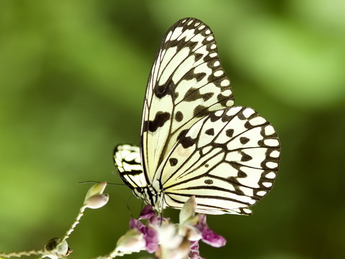 Бабочки фото 29