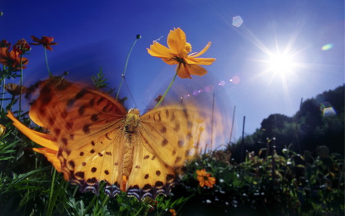 Бабочки фото 49
