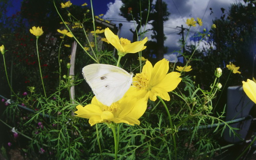 Бабочки фото 57
