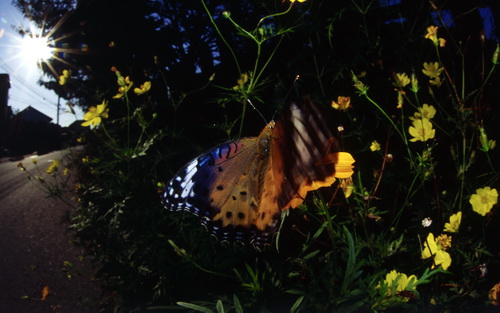 Бабочки фото 59