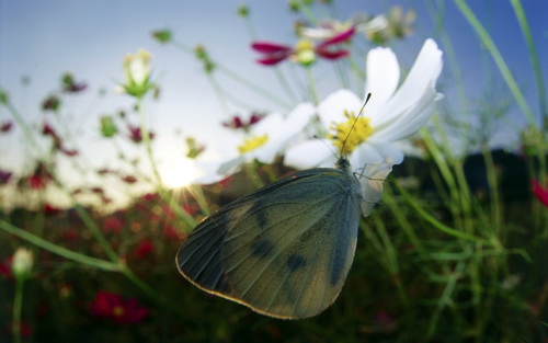 Бабочки фото 60