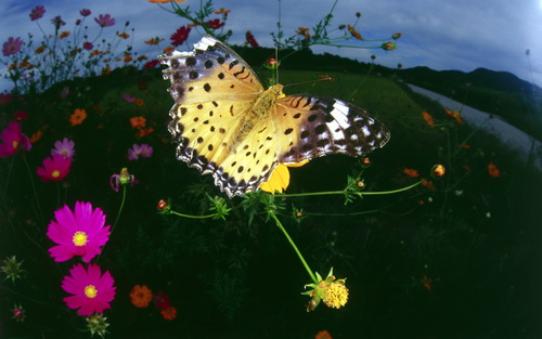 Бабочки фото 63