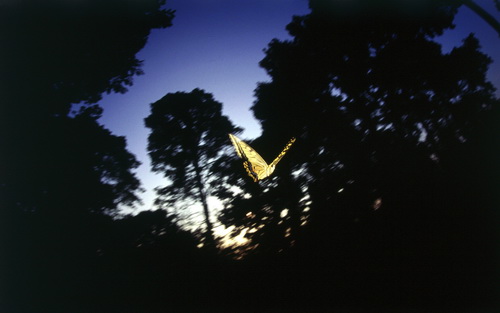 Бабочки фото 68