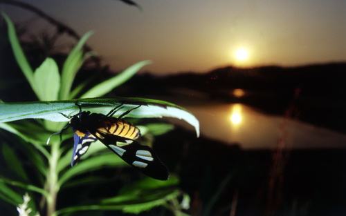Бабочки фото 70