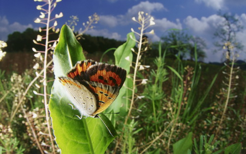 Бабочки фото 71