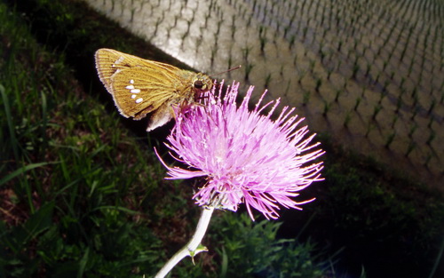 Бабочки фото 75