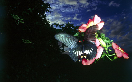 Бабочки фото 76