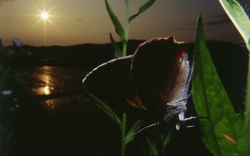 Бабочки фото 82
