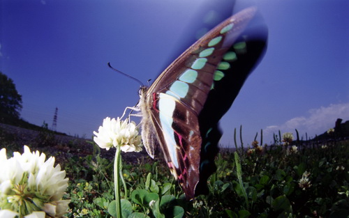 Бабочки фото 85
