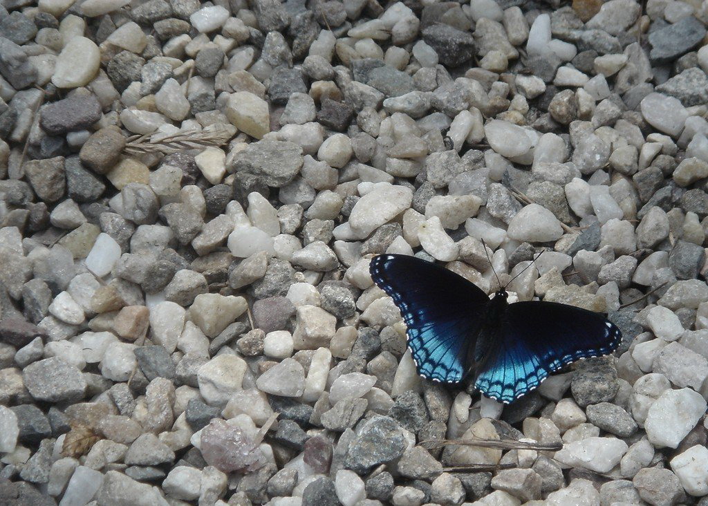 http://basik.ru/images/butterfly_beauty/52_butterfly_beauty.jpg