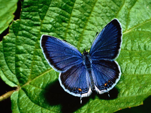 Бабочки в большом разрешении фото 1