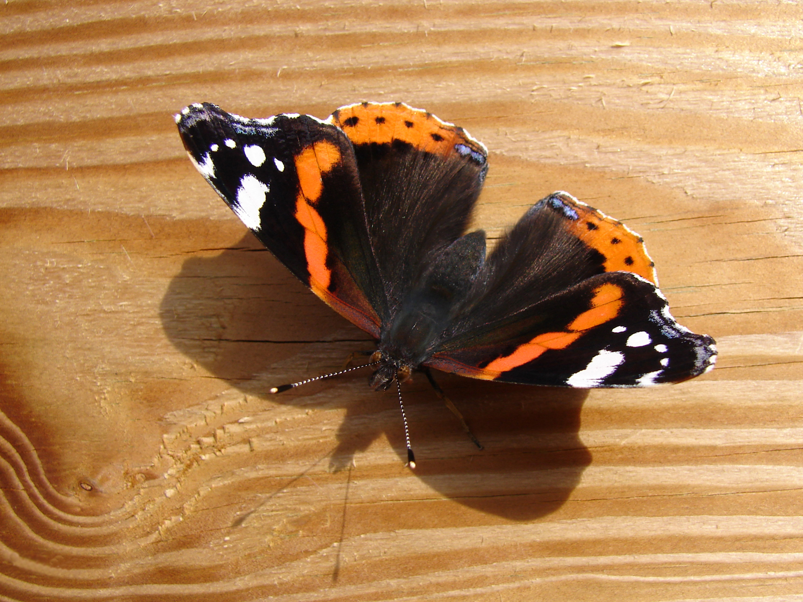 Бабочки в большом разрешении :: фотография 1