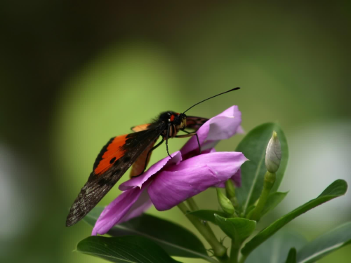 Бабочки в большом разрешении фото 8